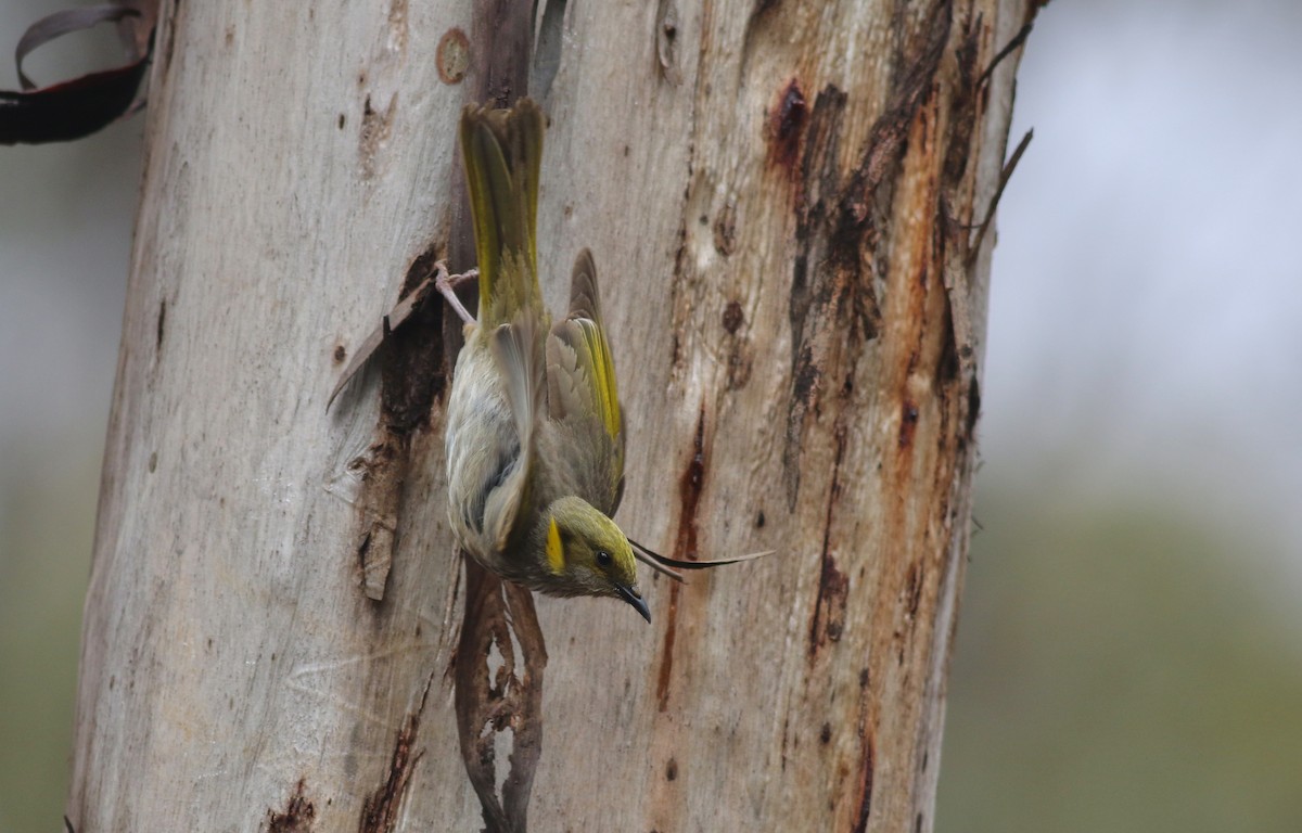 Yellow-plumed Honeyeater - ML646818818