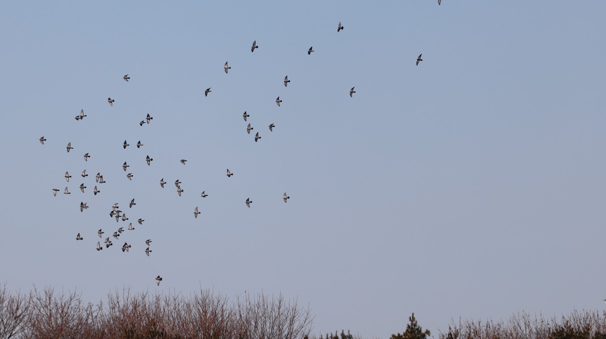 Голуб сизий (міський) - ML646818821