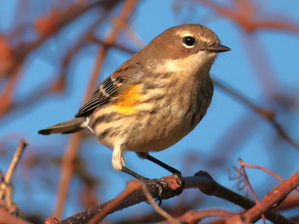 Taçlı Ötleğen - ML646818823