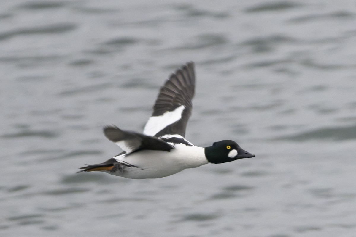Common Goldeneye - ML646818824