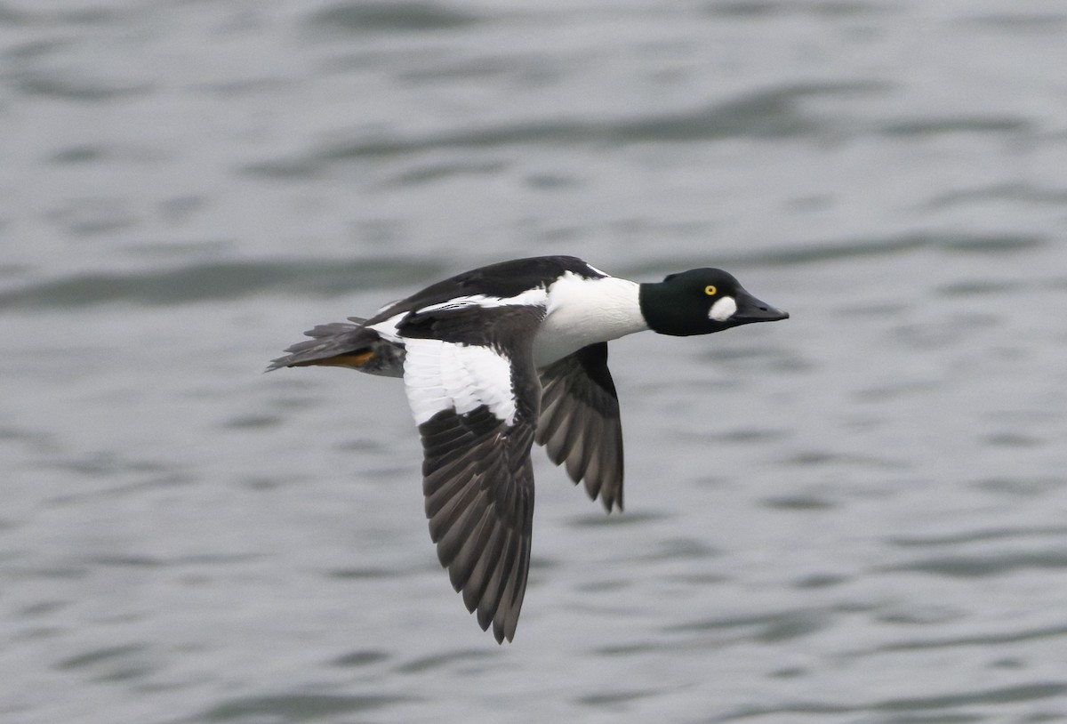 Common Goldeneye - ML646818825