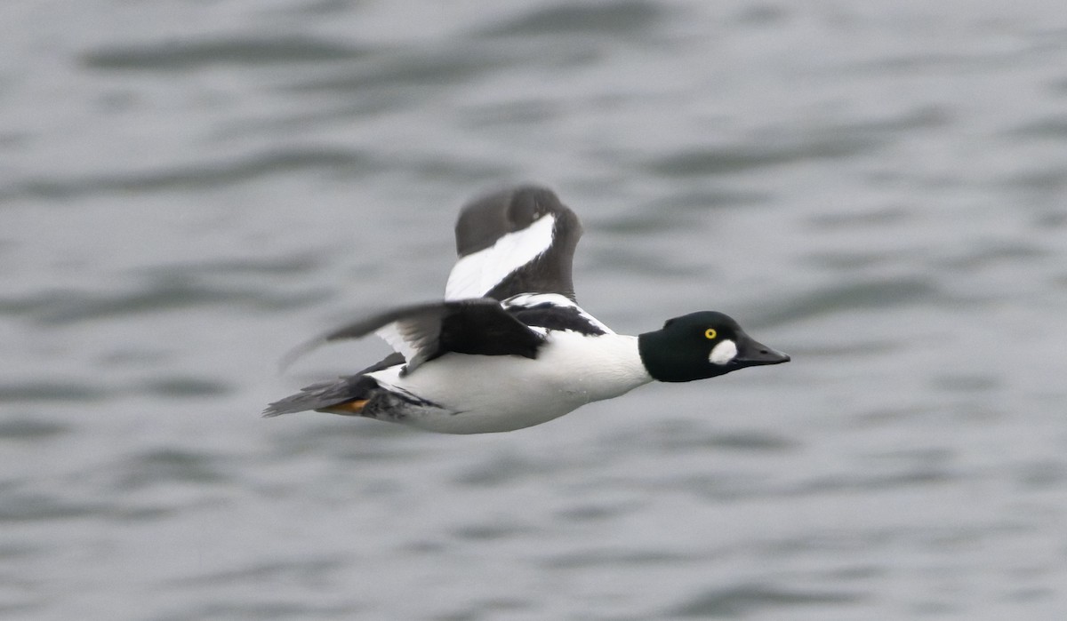 Common Goldeneye - ML646818826