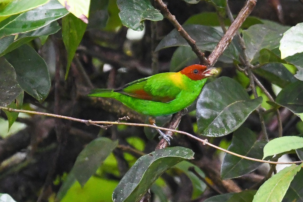 Рыжекрылая танагра - ML646818827