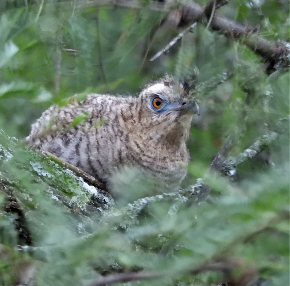 Red-legged Seriema - ML646818828