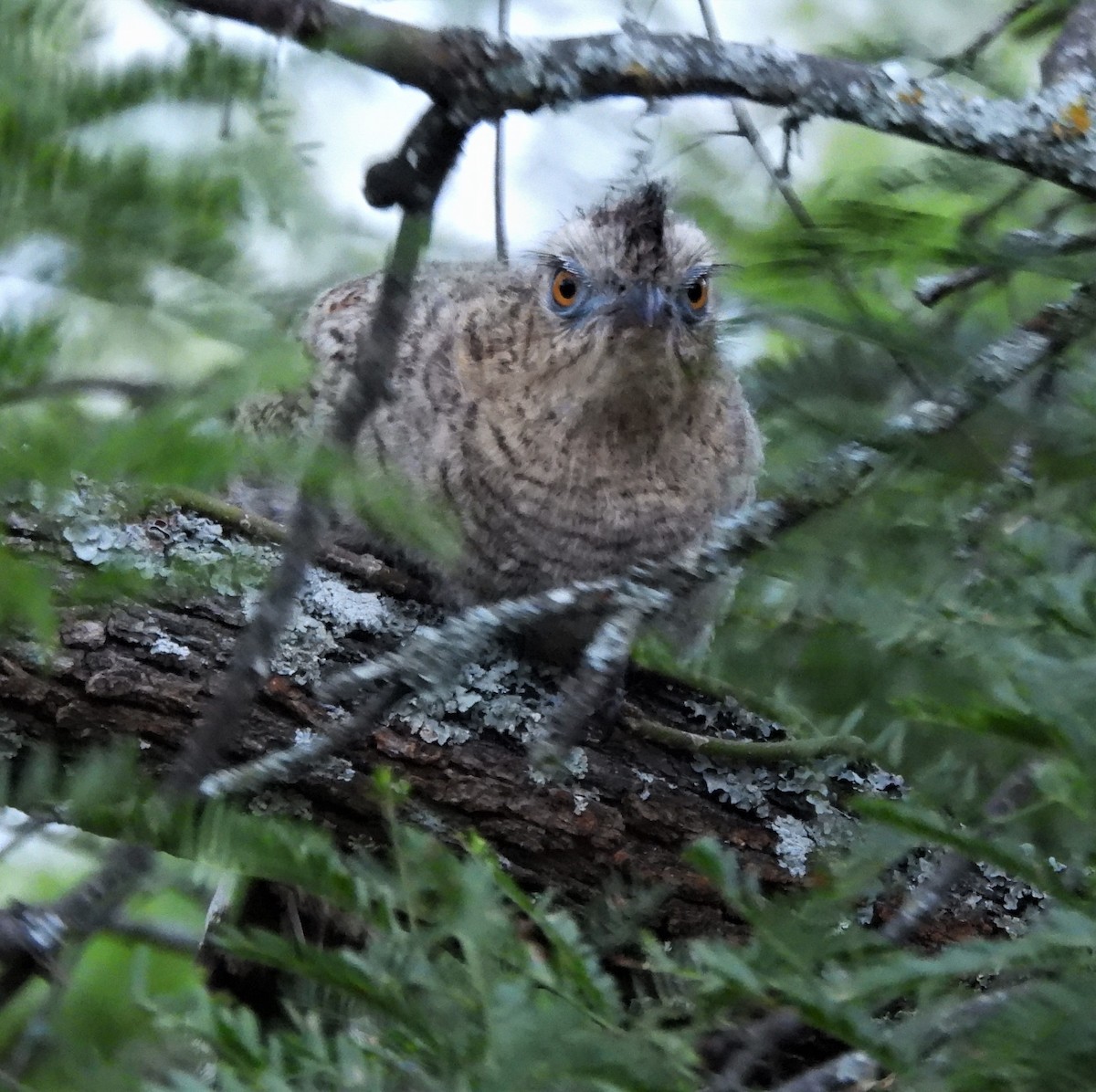 Red-legged Seriema - ML646818829