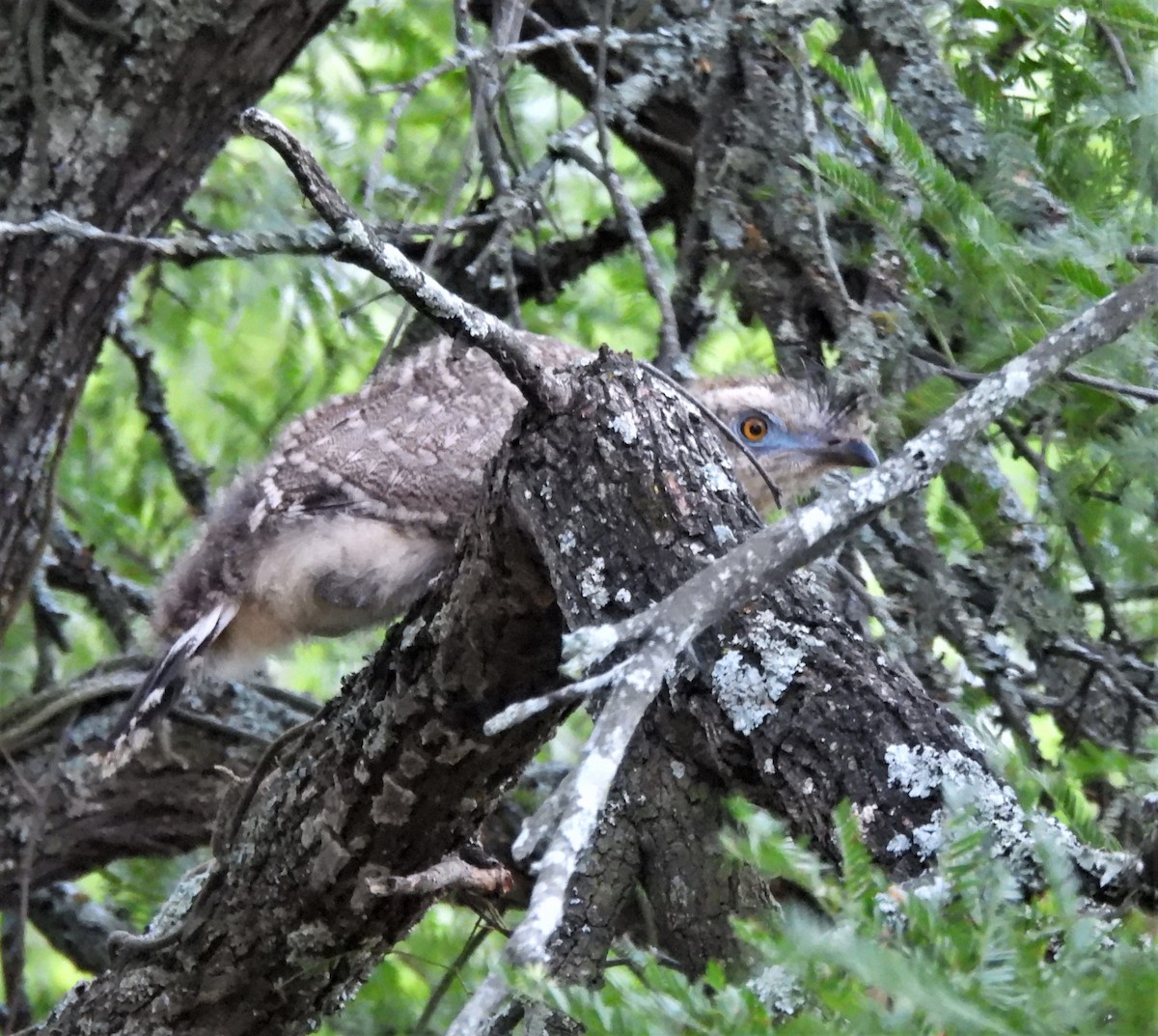 Red-legged Seriema - ML646818831
