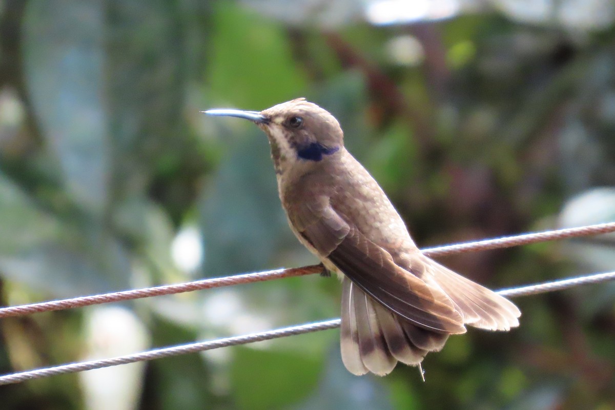 Brown Violetear - ML646818834