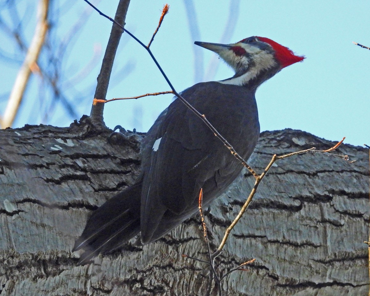 Pileated Woodpecker - ML646818835