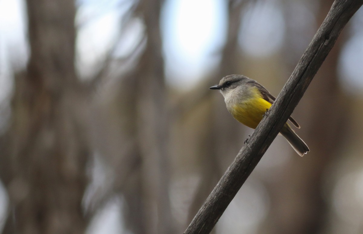 Western Yellow Robin - ML646818836
