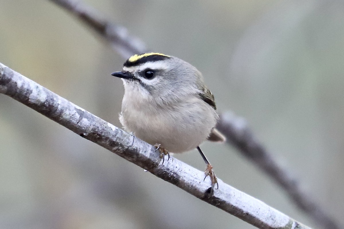 Golden-crowned Kinglet - ML646818842