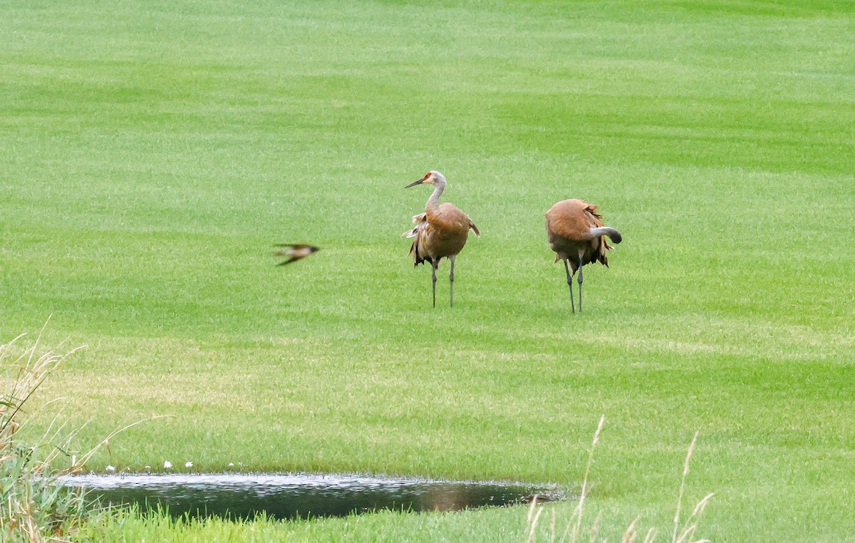 Kanada Turnası - ML646818843