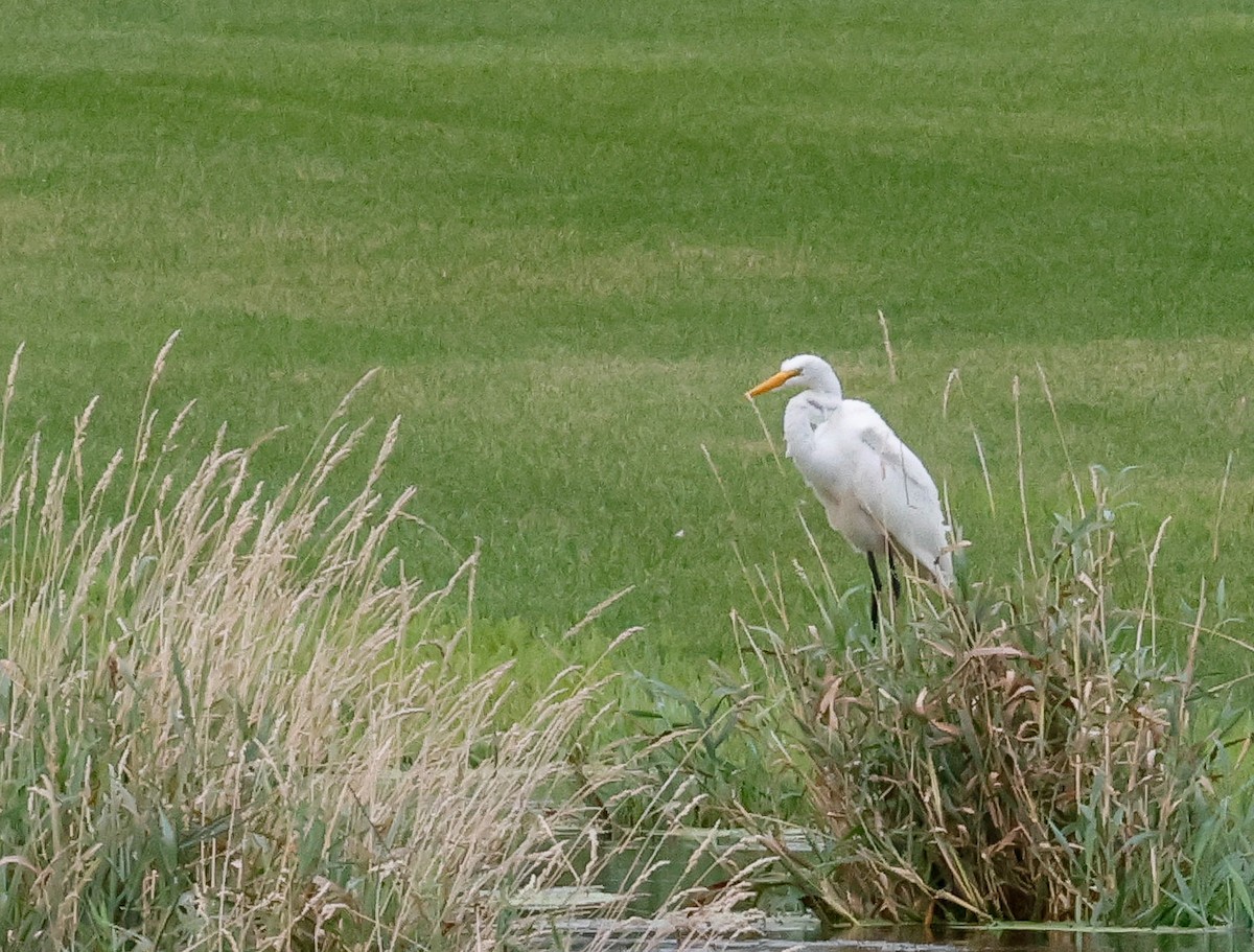 Büyük Ak Balıkçıl - ML646818846