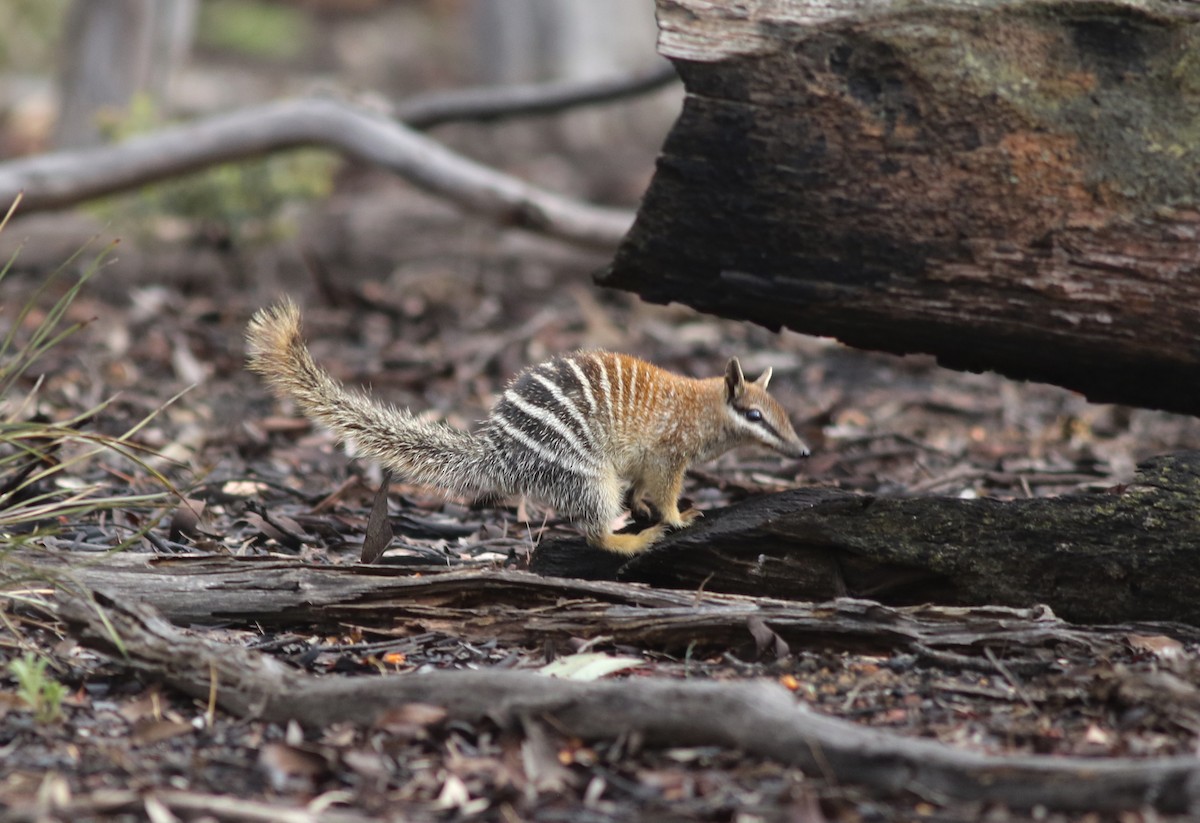 Numbat - ML646818847