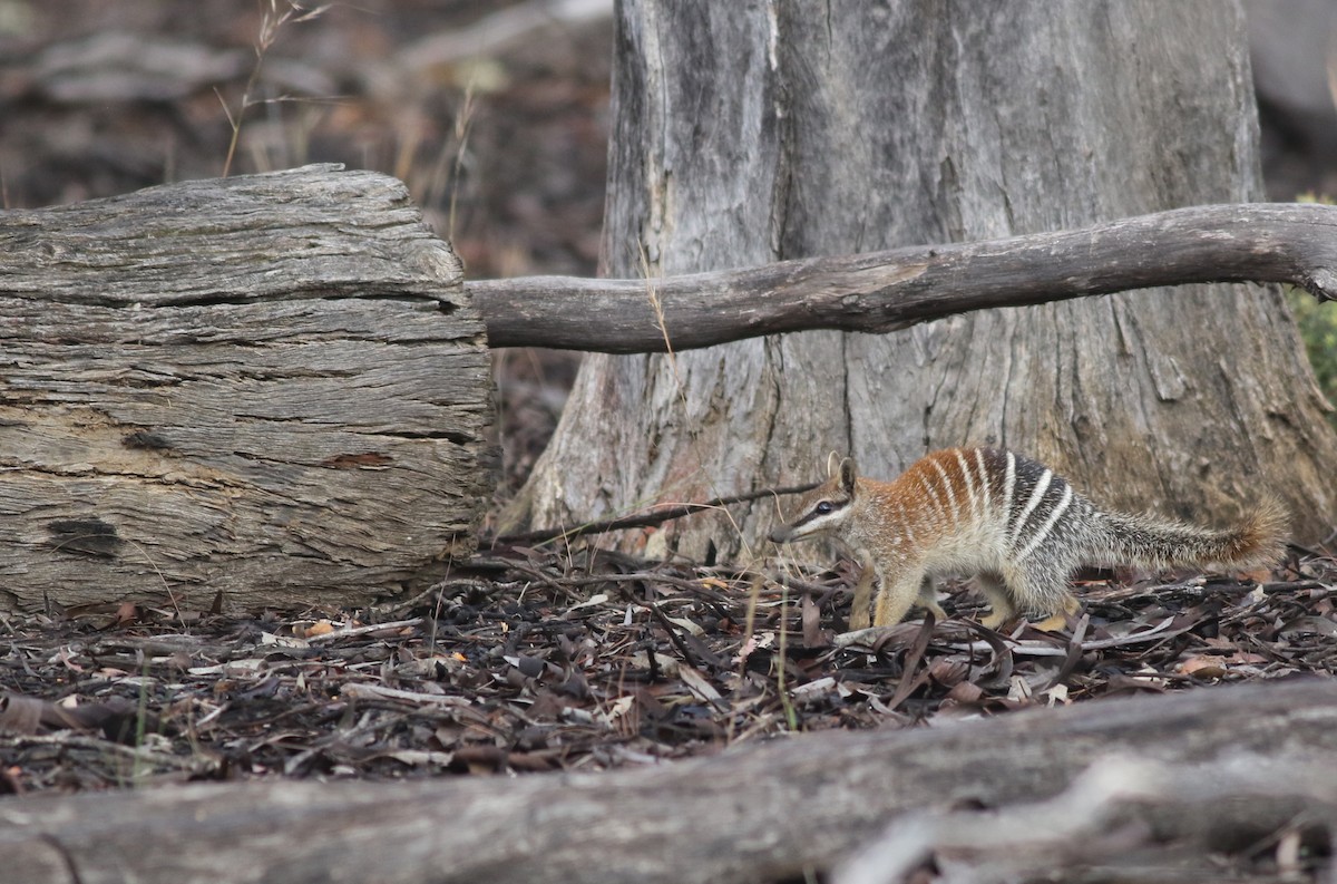 Numbat - ML646818848