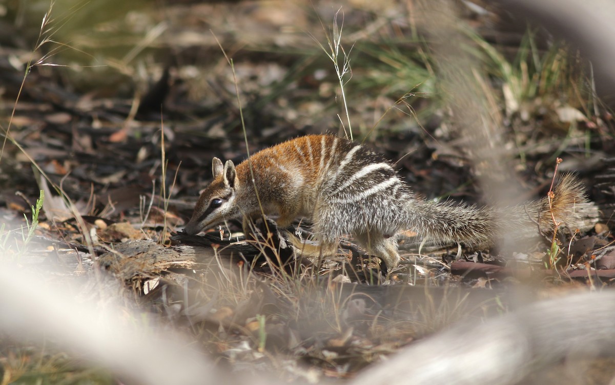 Numbat - ML646818849