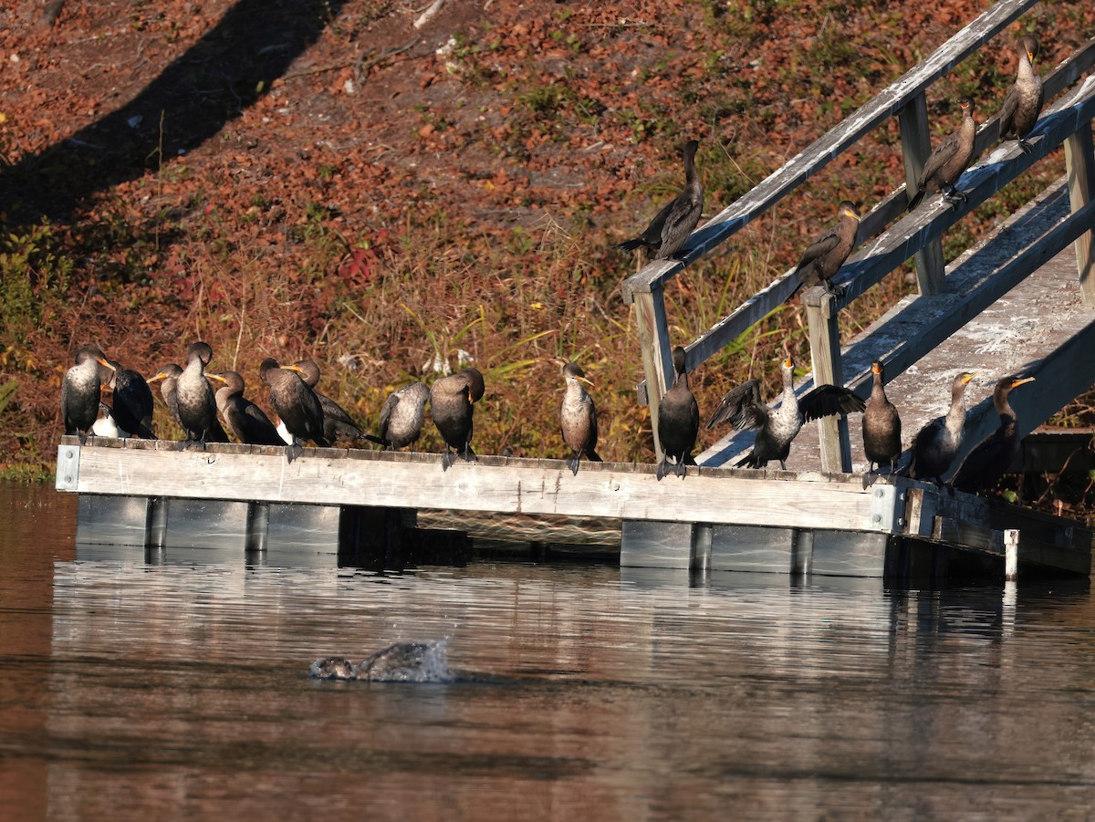 Cormorán Orejudo - ML646818852