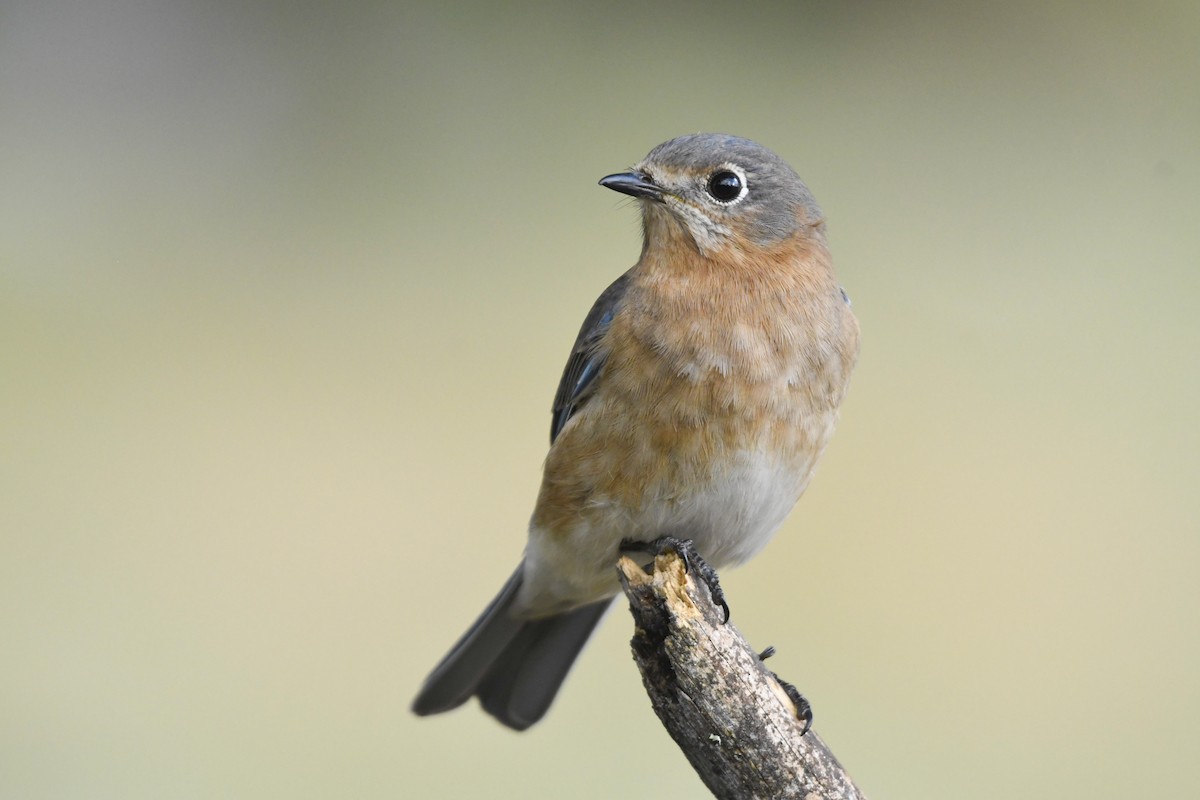Eastern Bluebird (Mexican) - ML646818853