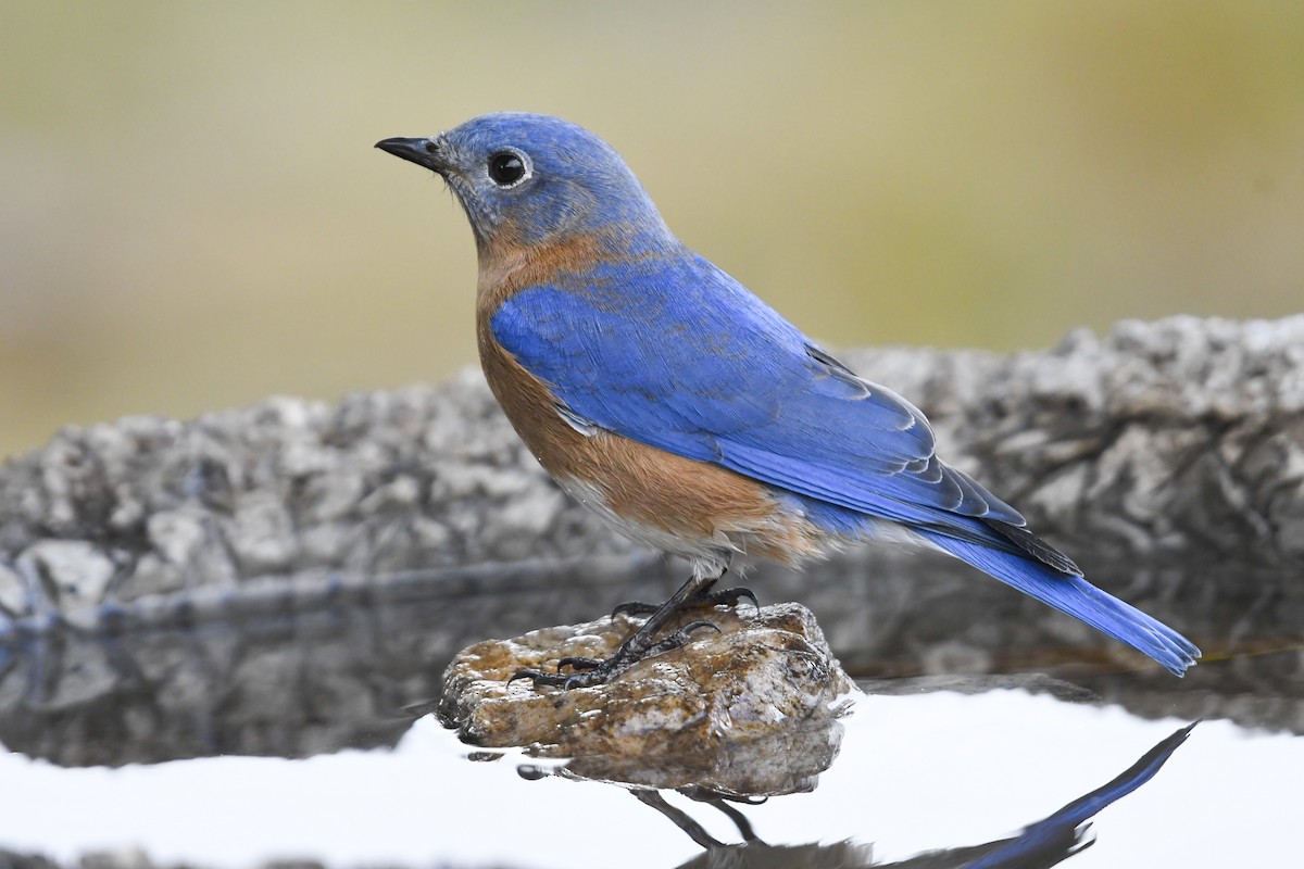 Eastern Bluebird (Mexican) - ML646818854
