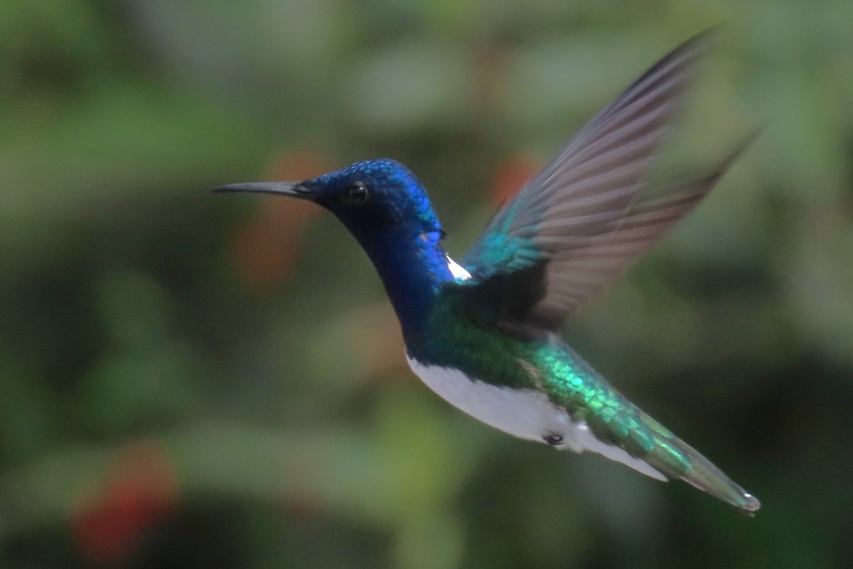 White-necked Jacobin - ML646818856