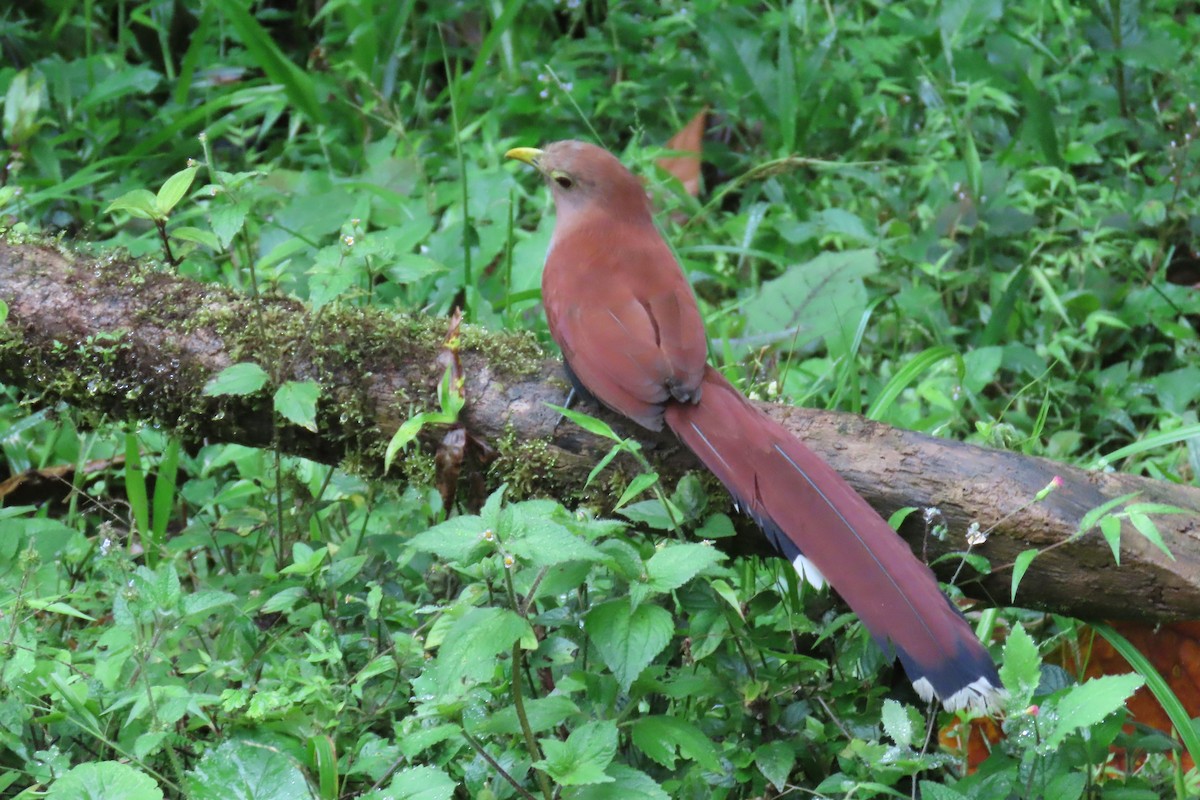 Common Squirrel-Cuckoo - ML646818867