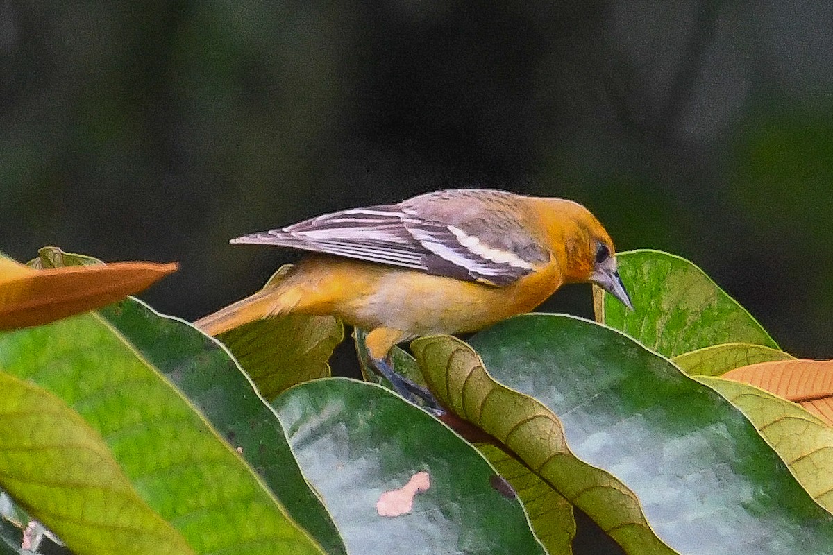 Балтиморский трупиал - ML646818871