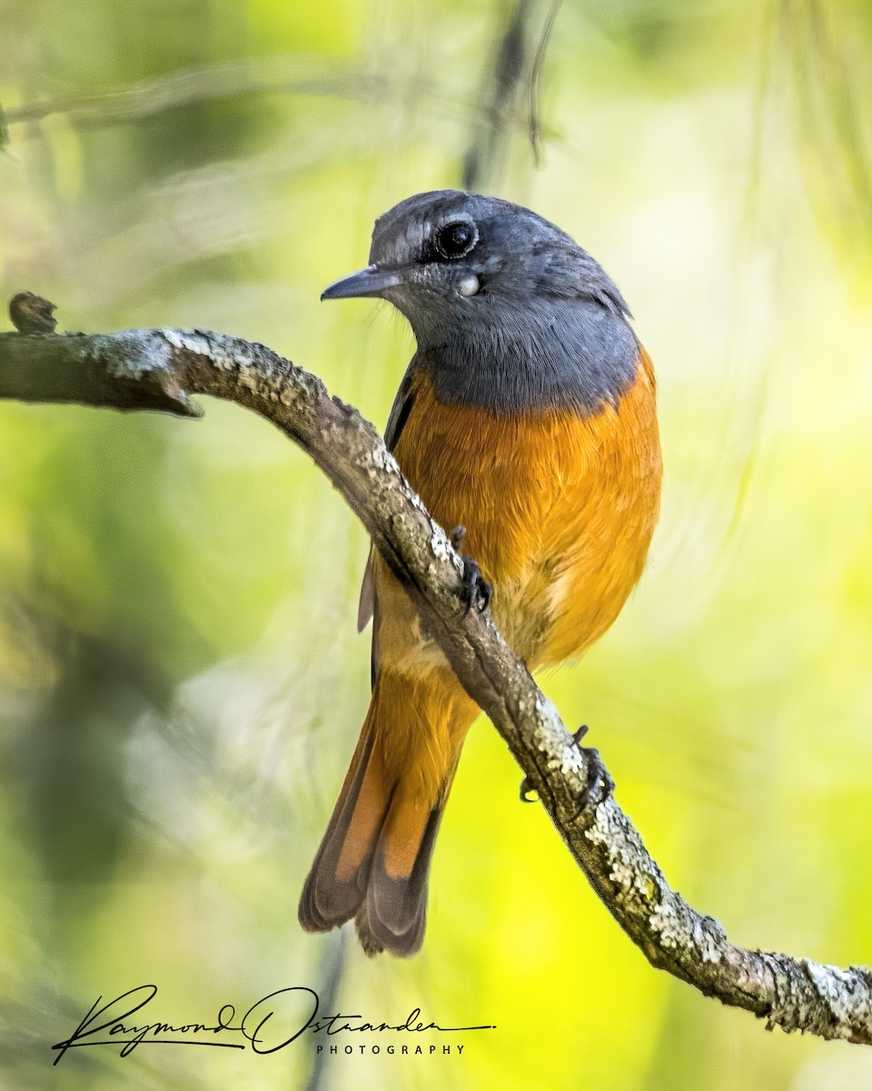 skalník malý - ML646818872