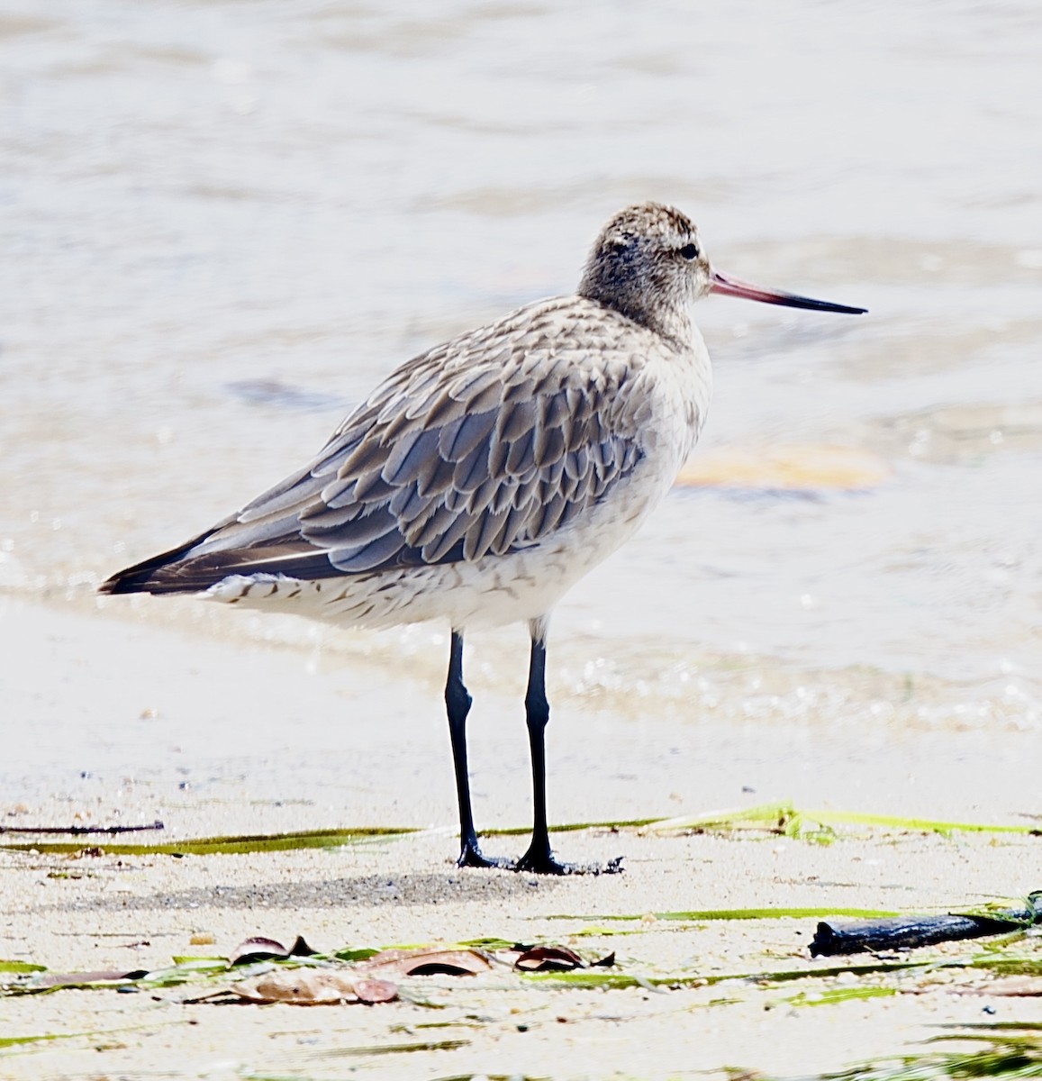 Barge rousse - ML646818877