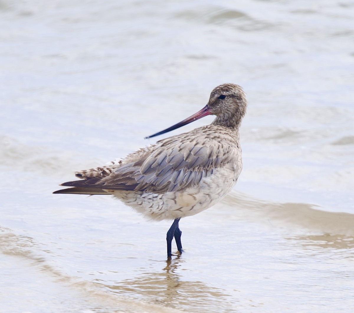 Barge rousse - ML646818880