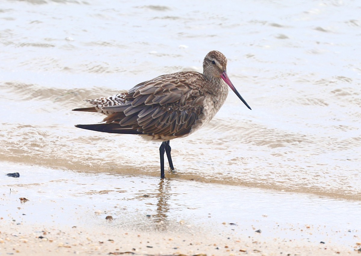 Barge rousse - ML646818881