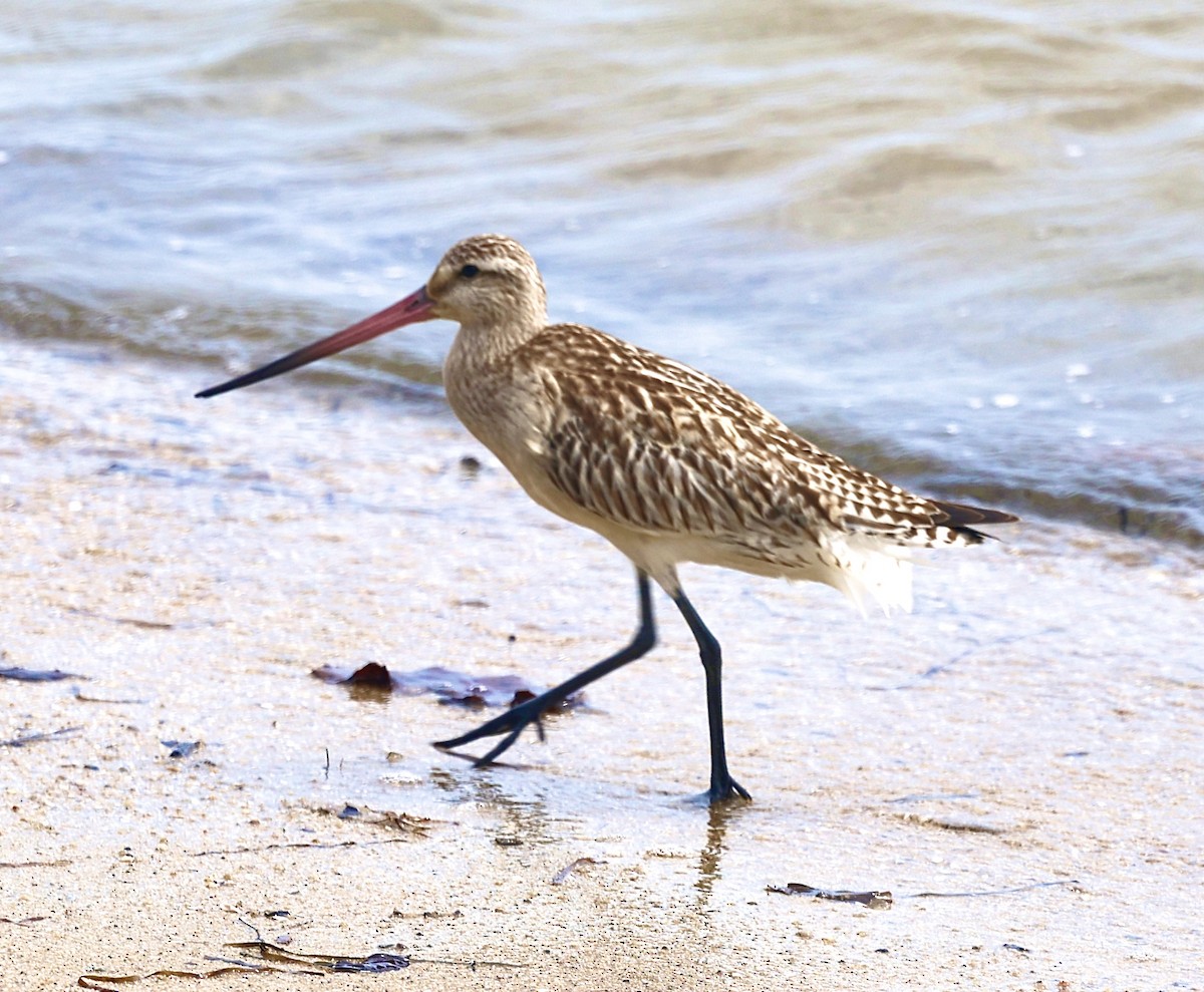 Barge rousse - ML646818882
