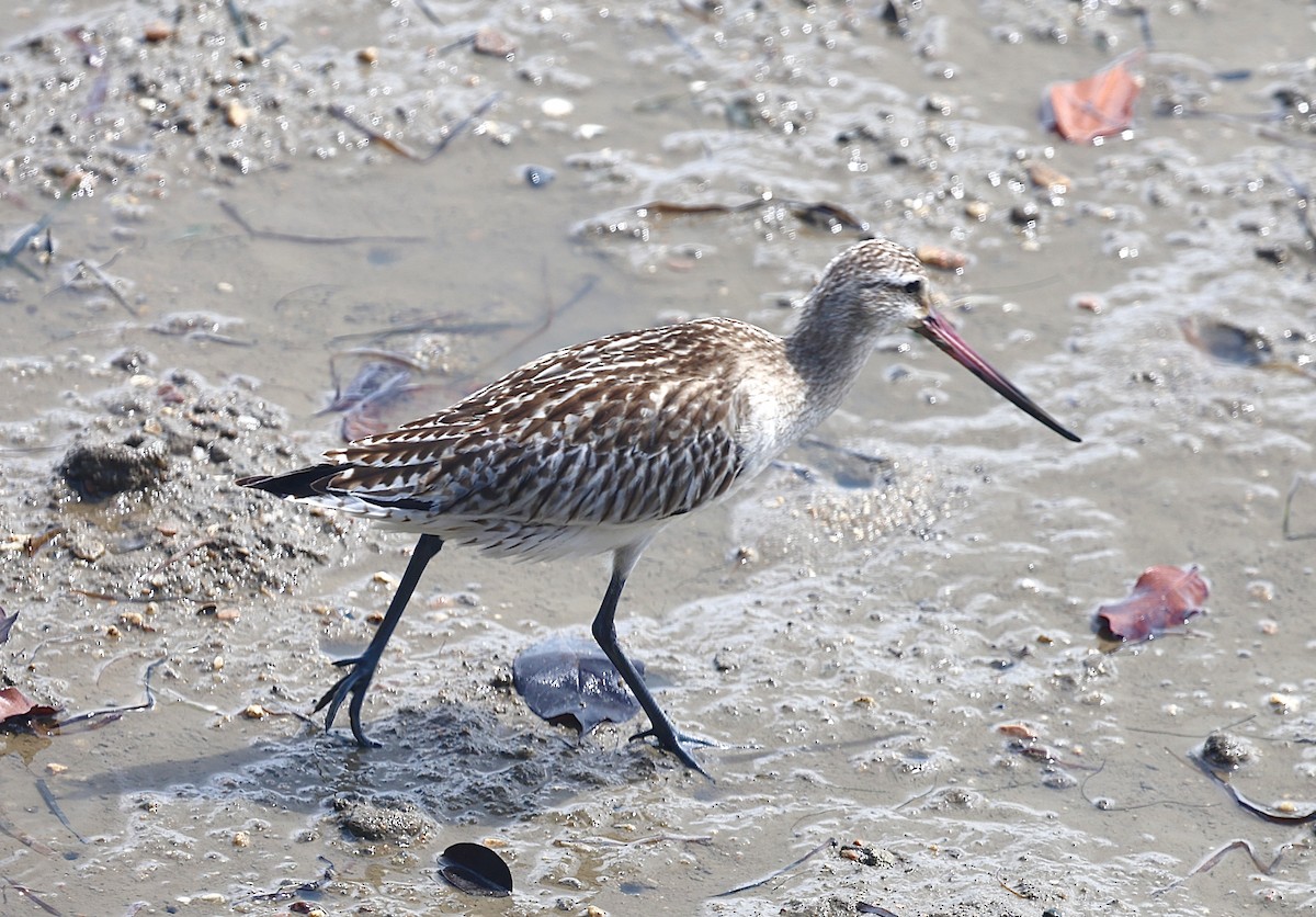 Barge rousse - ML646818883