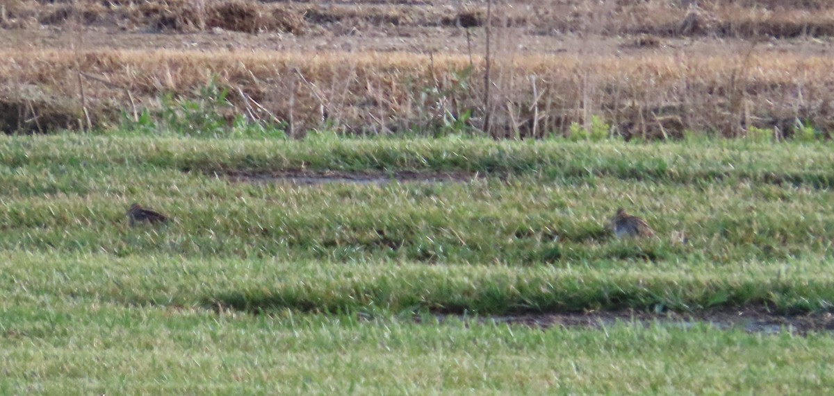 Wilson Suçulluğu - ML646818884