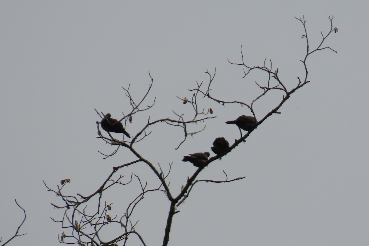 Plumbeous Pigeon - ML646818886