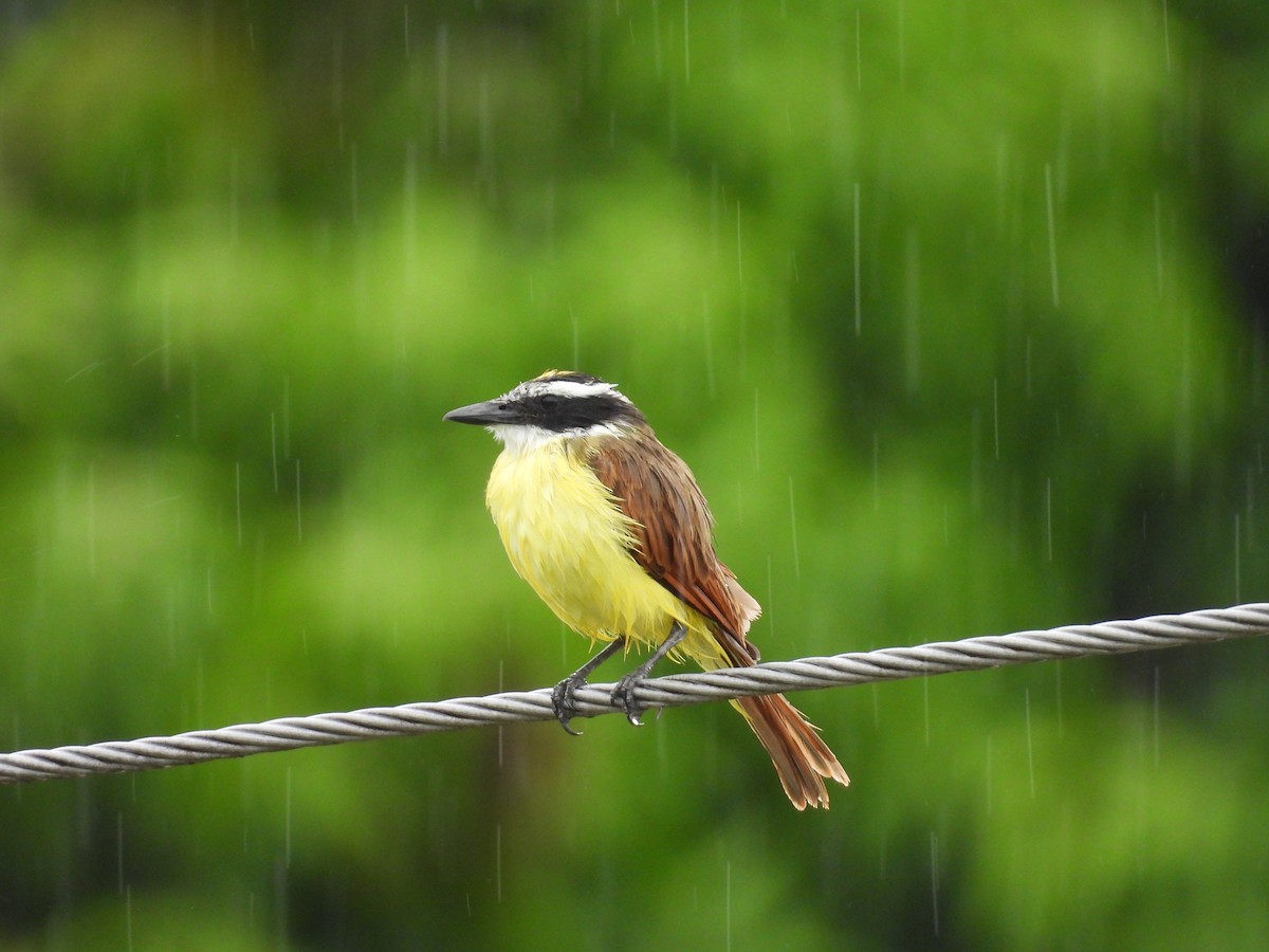 Büyük Kiskadi Tiranı - ML646818887