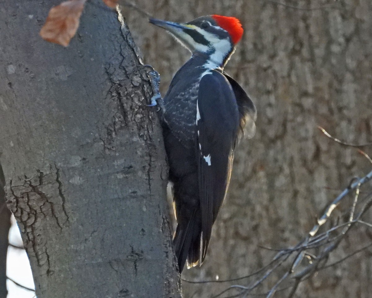 Pileated Woodpecker - ML646818893