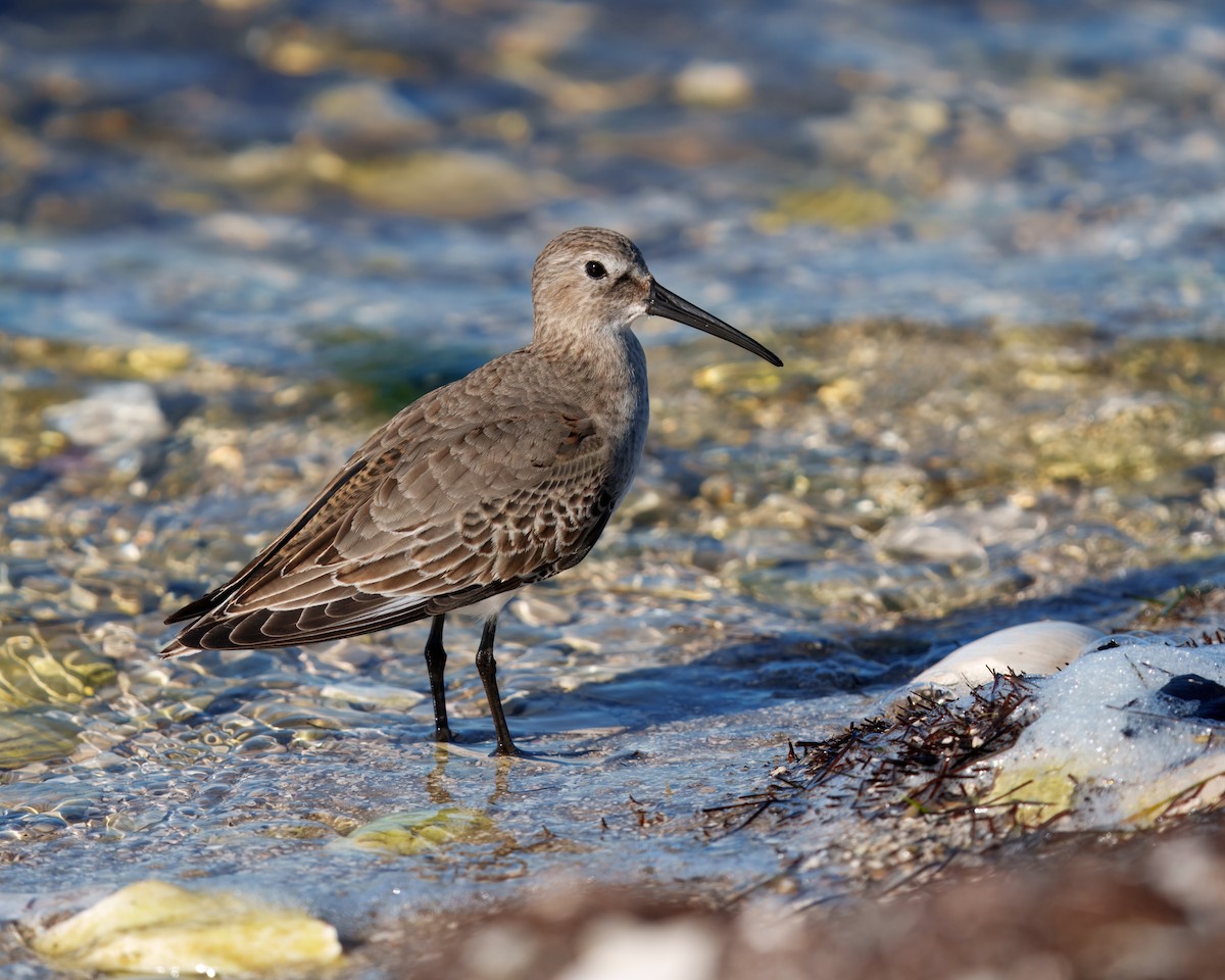 Dunlin - ML646818894