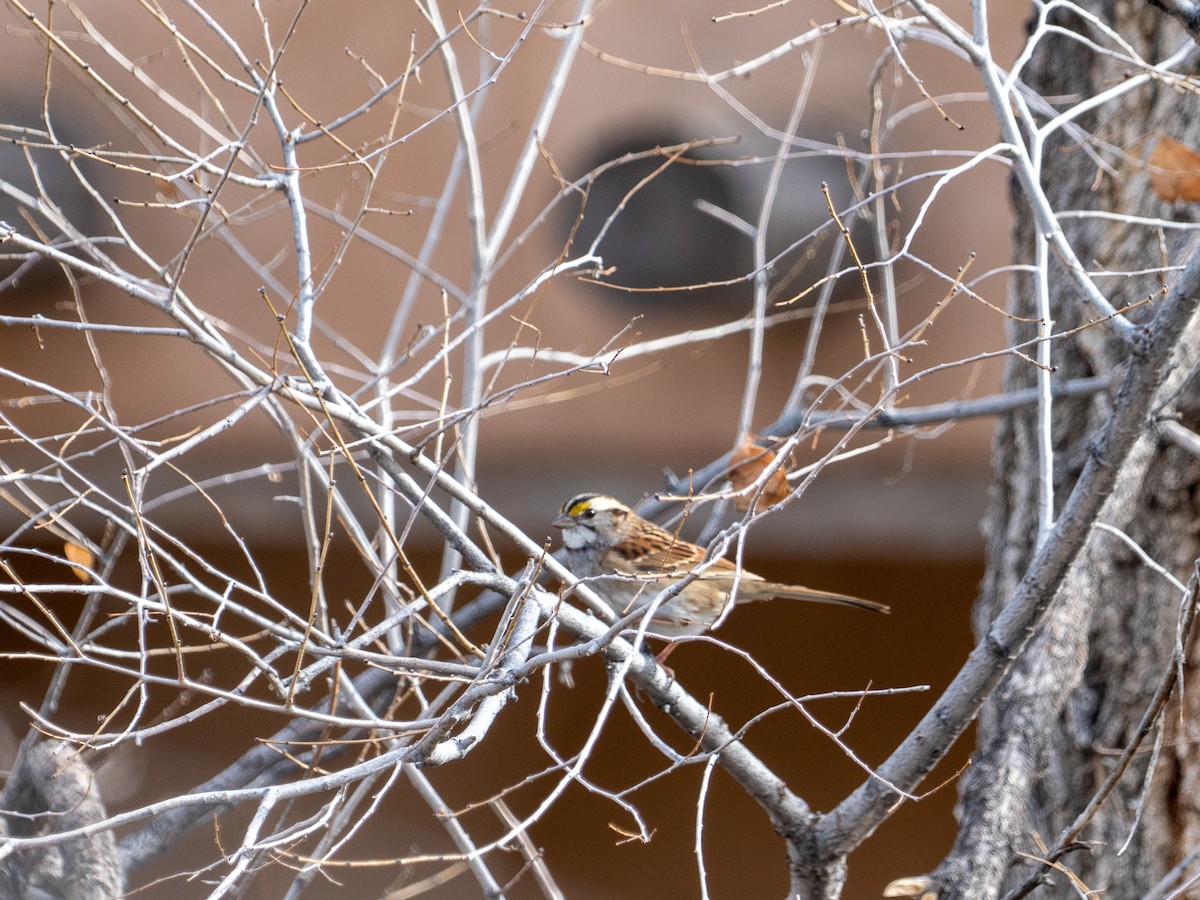 Белогорлая зонотрихия - ML646818895