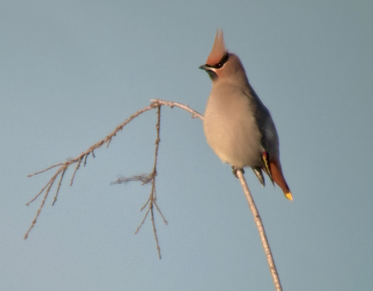 brkoslav severní - ML646818896