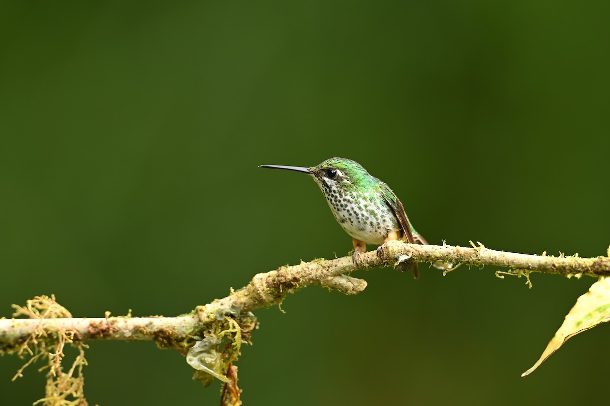 Peruflaggensylphe - ML646818903