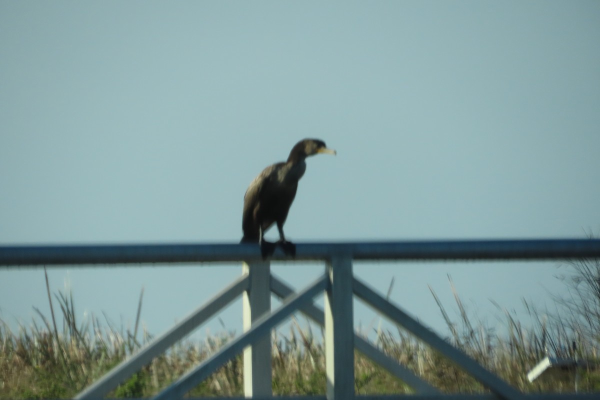 Cormorán Orejudo - ML646818912