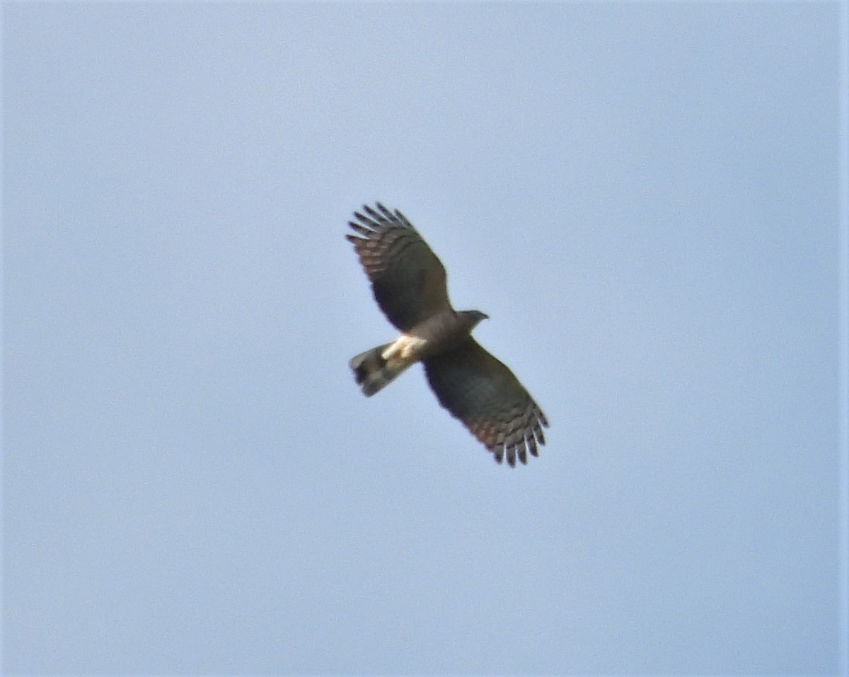 Hook-billed Kite - ML646818913