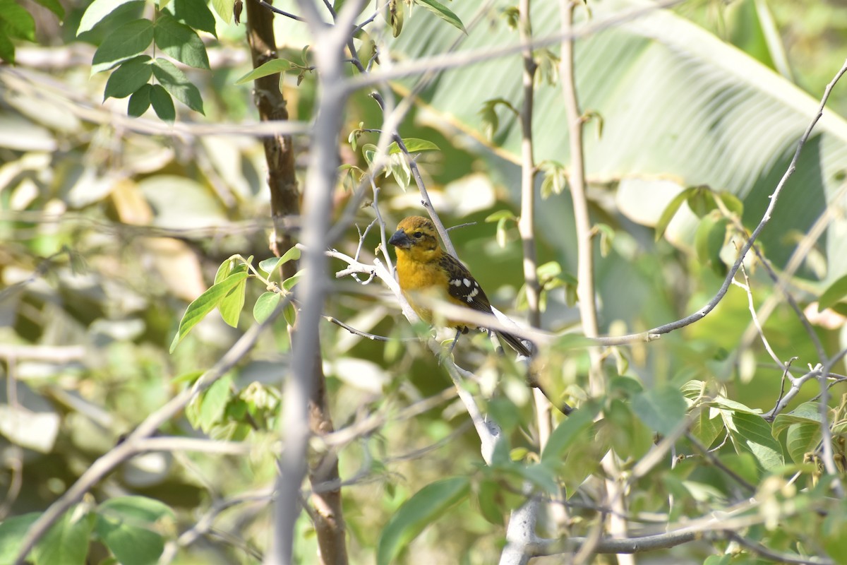 Golden Grosbeak - ML646818919