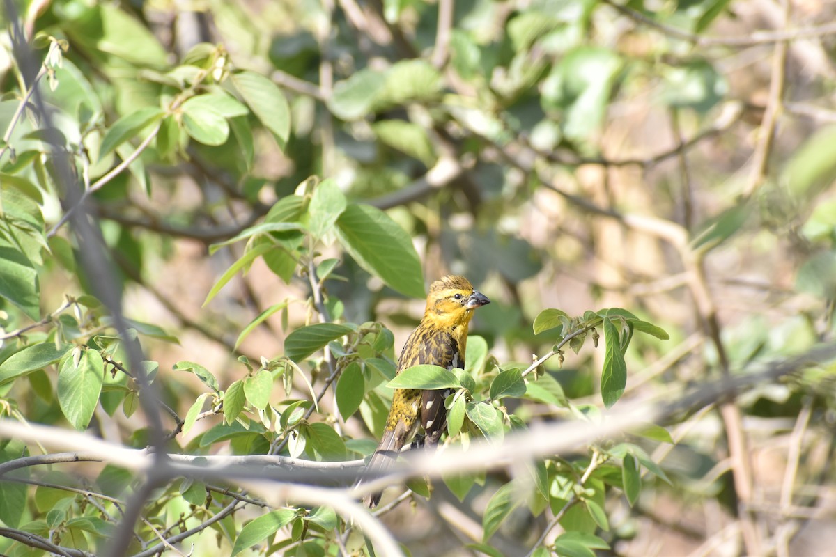 Golden Grosbeak - ML646818920