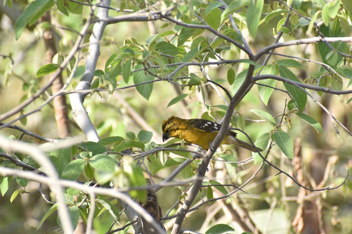 Golden Grosbeak - ML646818921