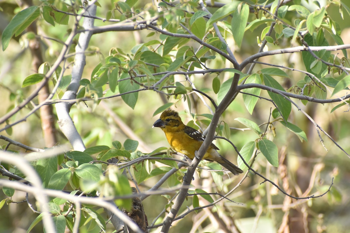 Golden Grosbeak - ML646818922