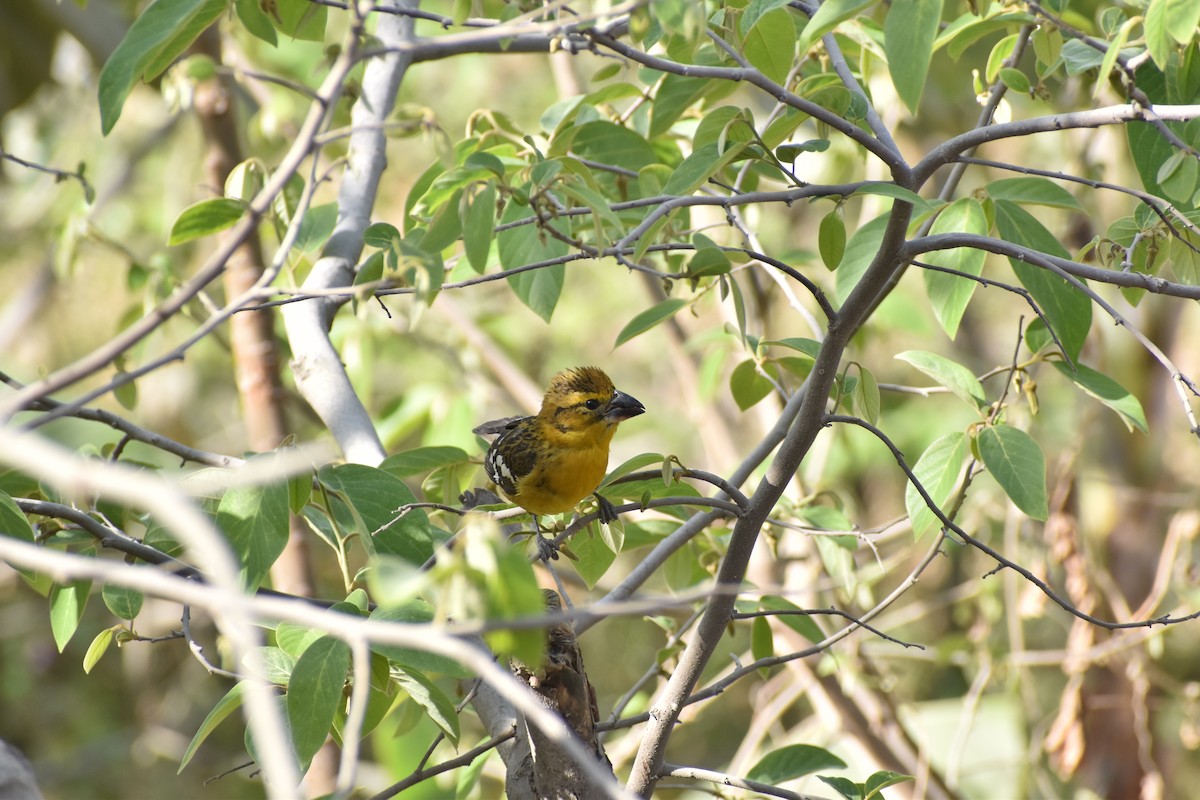 Golden Grosbeak - ML646818923