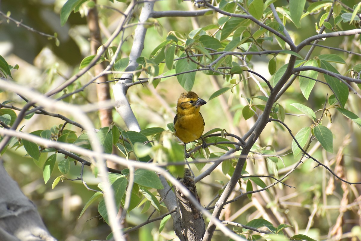 Golden Grosbeak - ML646818924