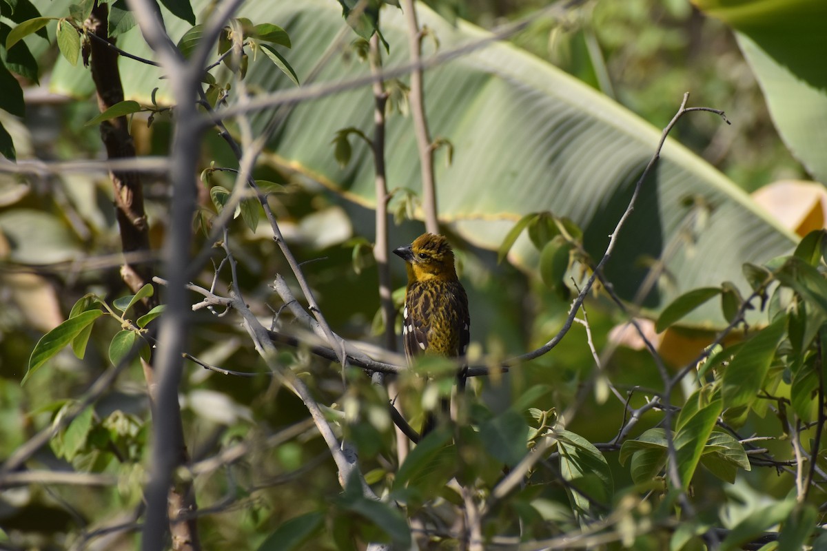 Golden Grosbeak - ML646818925