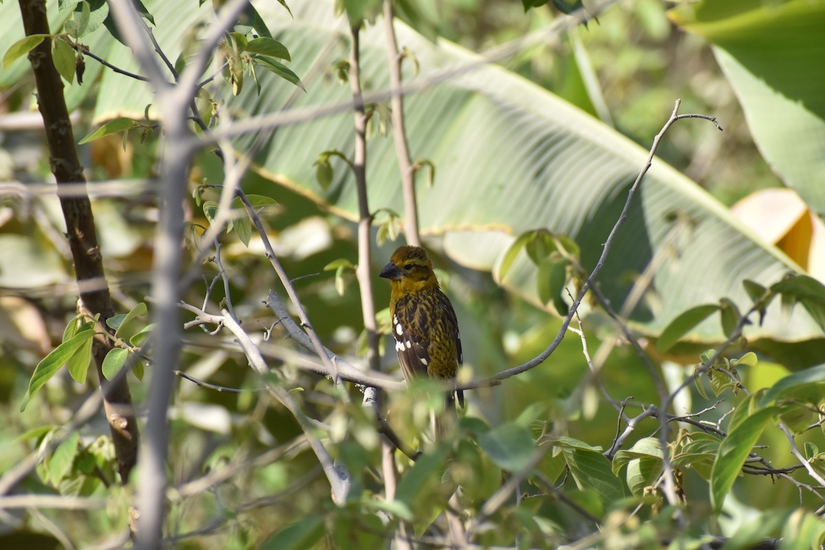 Golden Grosbeak - ML646818926