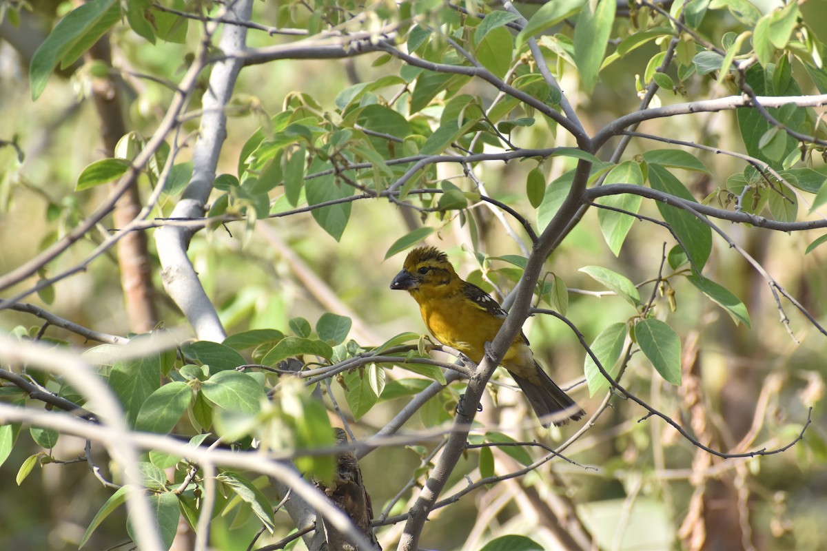 Golden Grosbeak - ML646818927